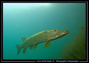 King Pike Fish... in his pound... Que du bonheur te dis..... by Michel Lonfat 